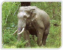 Elephant, Chilla