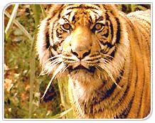 Tiger in Corbett Wildlife Sanctury