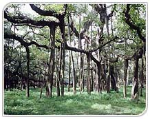 Banyan, National Tree
