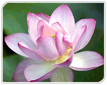 Lotus, National Flower