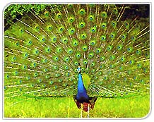 Peacock, National Animal