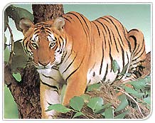 Tiger, National Animal