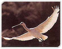 Bird, Sultanpur
