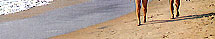 Goa Travel Guide