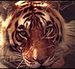 India Travel Information