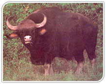 Gaur, India