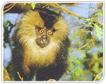Macaque, India