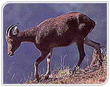 Nilgiri tahr, India