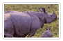 The Land of the Rhino
