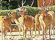 Zoological Garden, Jaipur