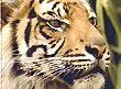 Tiger in Kanha