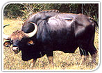 Bhadra Wildlife Sanctury